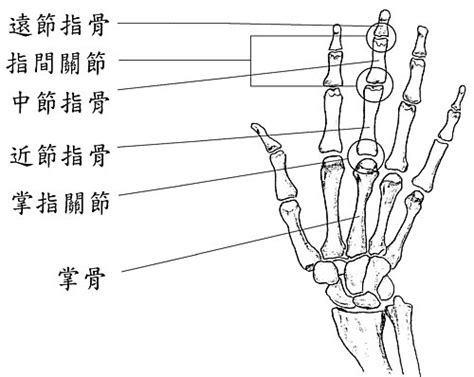 第一掌指關節|指骨